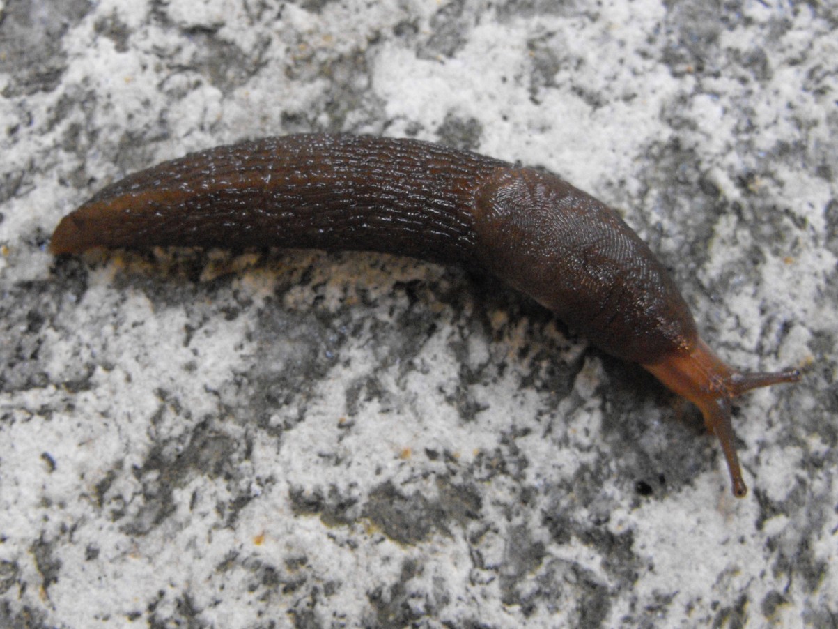 Limax sp. dal Alta Val Taleggio (LC)